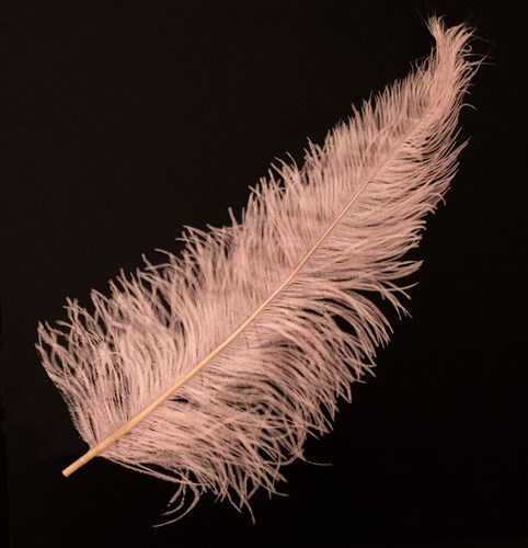 Struisvogelveer Roze ca. 30cm