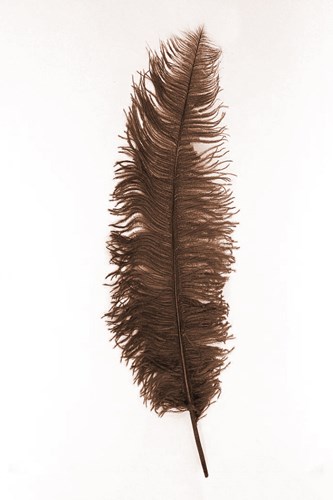 Struisvogelveren 50-60cm Bruin