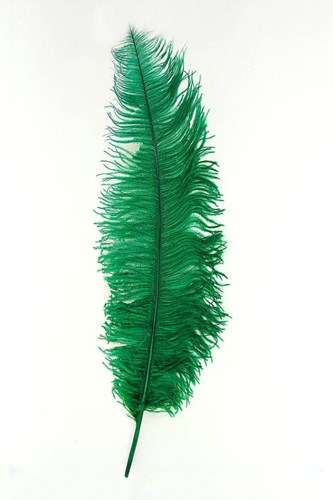 Struisvogelveren 50-60cm Groen