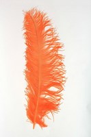 Struisvogelveren 50-60cm Oranje