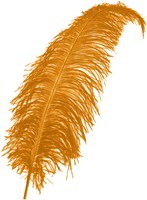 Struisvogelveren ca. 60cm Oranje