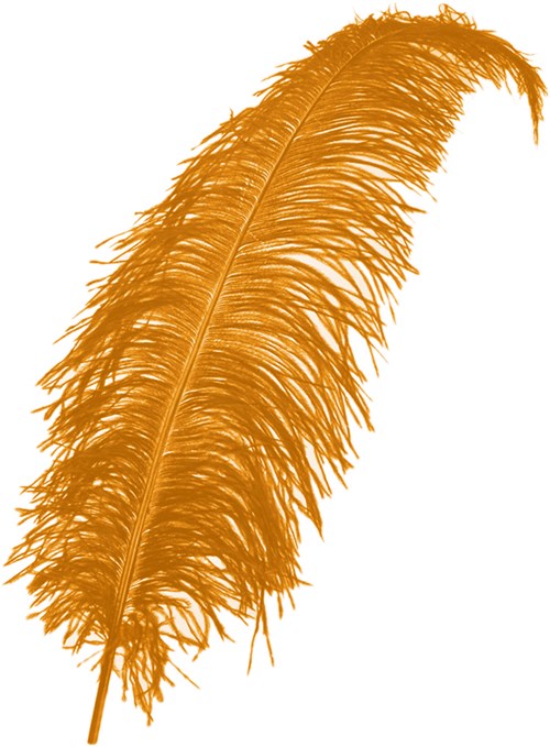 Struisvogelveren ca. 60cm Oranje