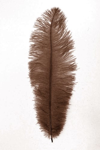 Struisvogelveer Bruin ca. 30cm