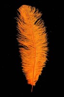 Struisvogelveer Oranje ca. 30cm