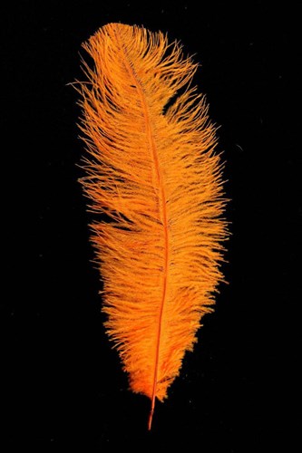 Struisvogelveer Oranje ca. 30cm