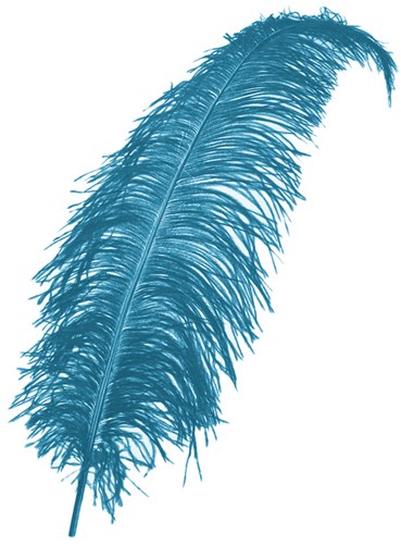 Struisvogelveren 50-60cm Turquoise