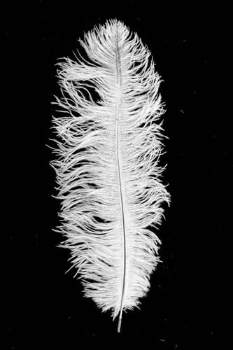 Struisvogelveer Wit ca. 30cm