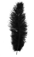 Struisvogelveer Zwart ca. 30cm