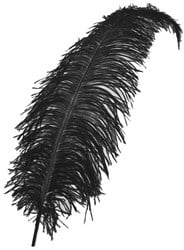 Struisvogelveren 50-60cm Zwart 