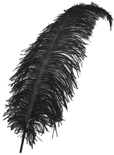 Struisvogelveren 50-60cm Zwart 